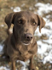 Close-up portrait of dog sticking out tongue on land