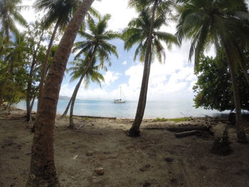 Palm trees on beach against sky
