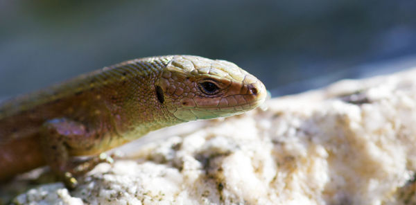 Close-up of lizard