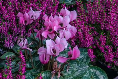High angle view of pink flowering plants