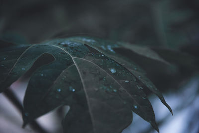 Close-up of raindrops on plant