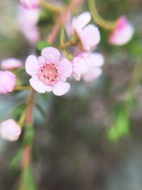 Close-up of pink flowers