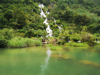Scenic view of lake in forest