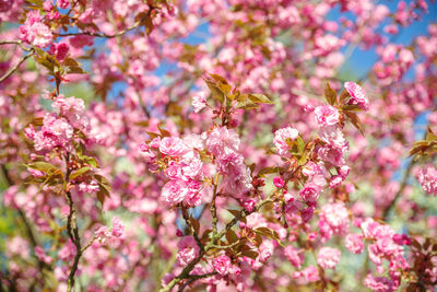 Close-up of pink cherry blossoms