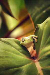 Close-up of lizard on leaf