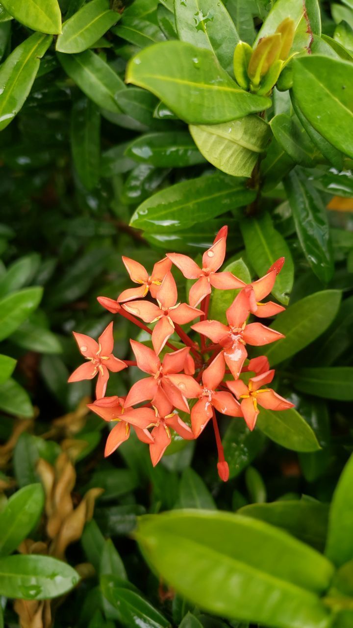 CLOSE-UP OF RED FLOWERING PLANT WITH PINK LEAVES