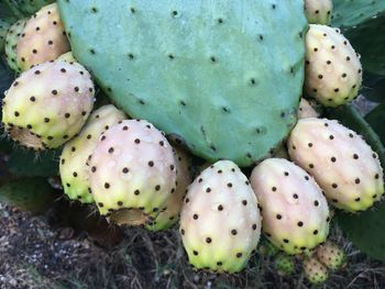 High angle view of prickly pear cactus