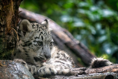 Cat relaxing in a forest