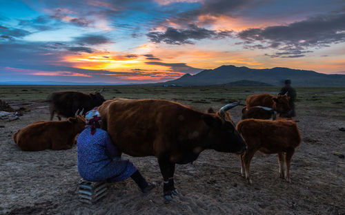 Woman milking cow against sky during sunset