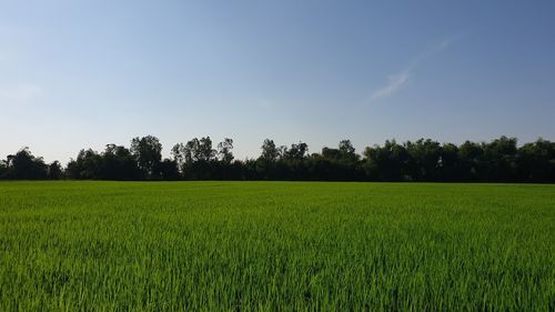 Scenic view of agricultural field against sky