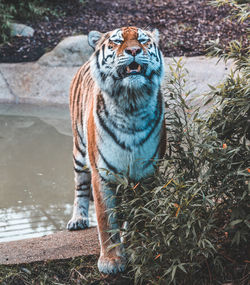 Tiger drinking water