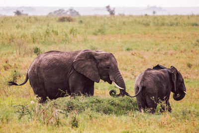 Elephant with cub on field