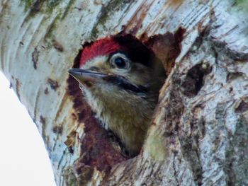 Close-up of a bird