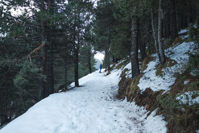 Footpath amidst snow covered trees in forest