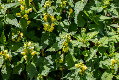 Close-up of flowering plants