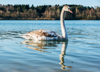 Swan swimming in lake