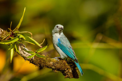 Close-up of bird perching on branch