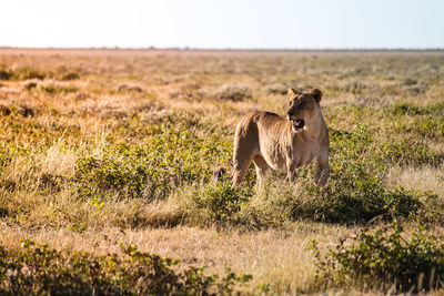 View of a lion