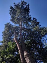 Low angle view of trees against sky