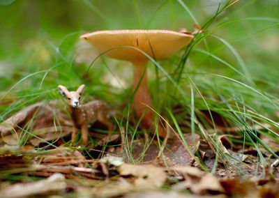 Close-up of plant growing on field