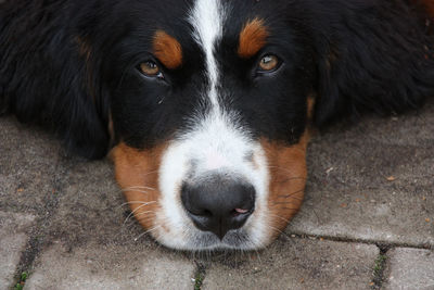 Close-up portrait of dog