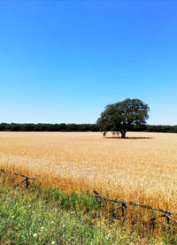 Scenic view of agricultural field against clear blue sky