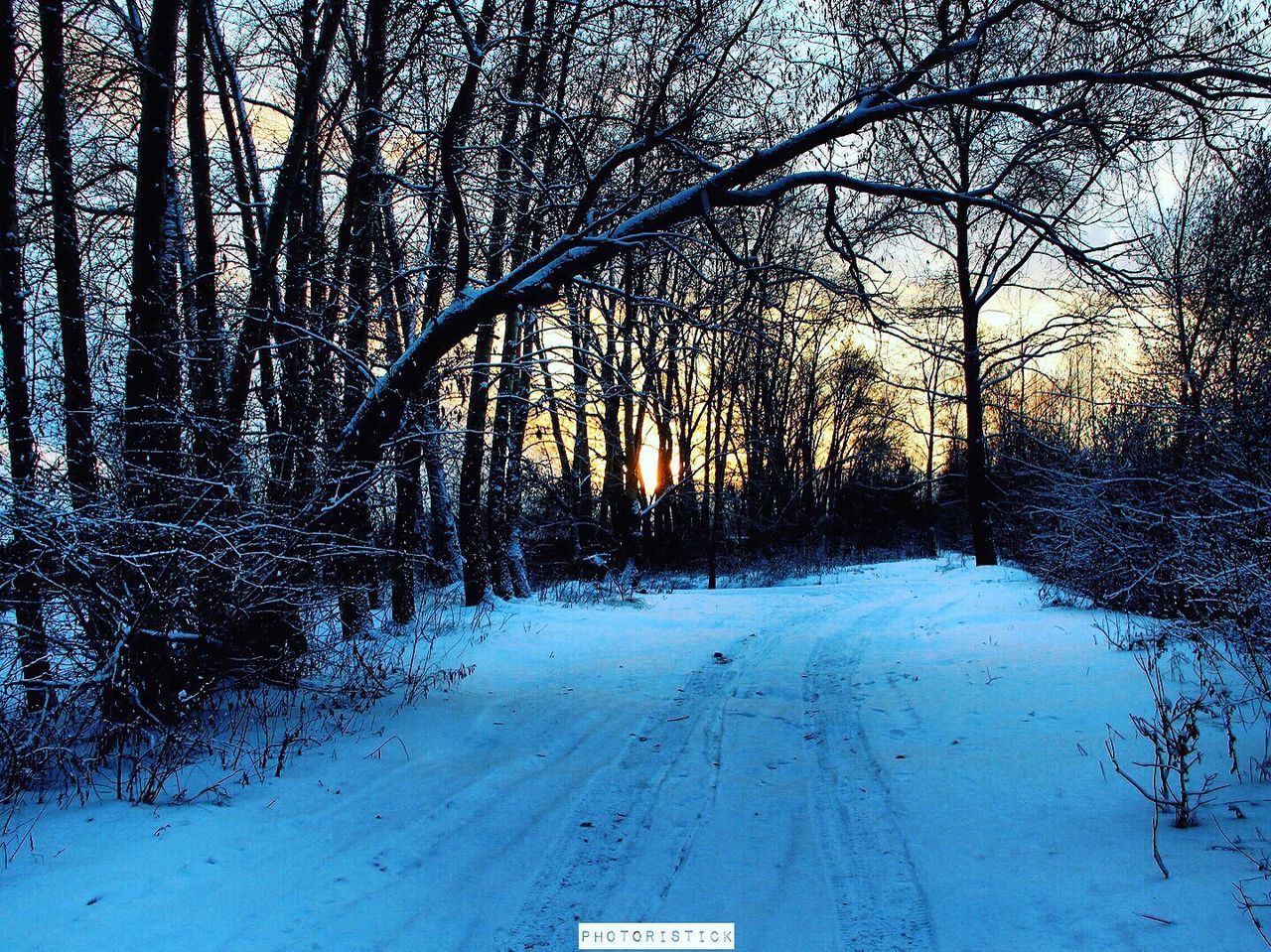 SNOW COVERED TREES IN WINTER