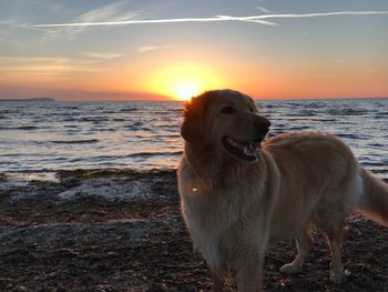 Dog on beach during sunset
