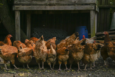 Chickens on backyard