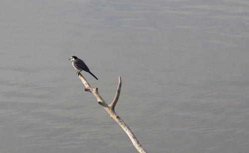 Bird perching on lake