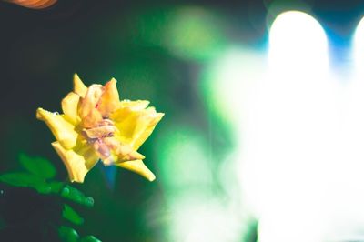 Close-up of yellow flower