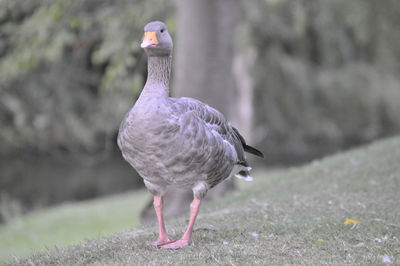 Close-up of a bird