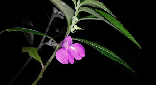 Close-up of plant growing against black background