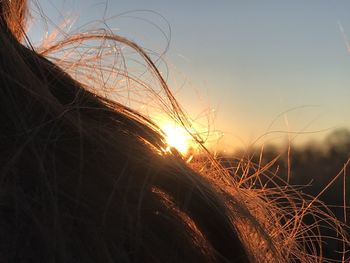 Close-up of plant on field against sky during sunset