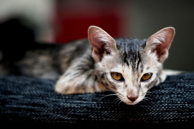 Close-up portrait of a cat