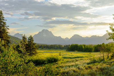 Scenic view of field against sky