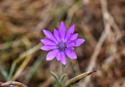 Close-up of purple flower blooming outdoors