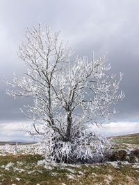 Bare tree against sky during winter