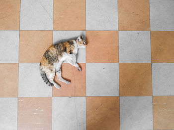 High angle view of cat on tiled floor