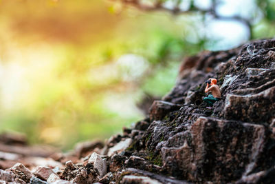 Close-up of lizard on rock