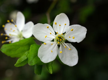 Close-up of white flowers blooming outdoors