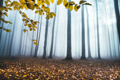 Yellow leaves on tree during autumn