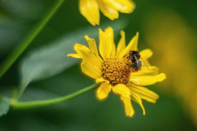 Close-up of insect on yellow flower