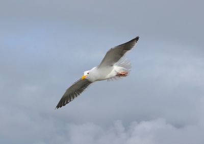 Low angle view of seagull flying against sky