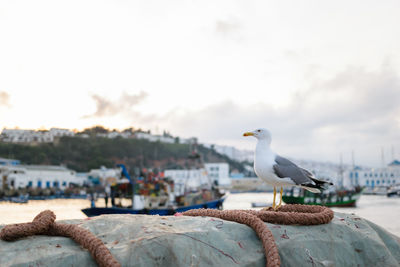 Seagull perching on retaining wall at harbor during sunset