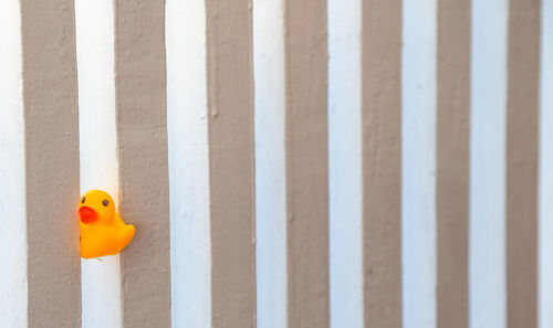 Close-up of a bird against the wall