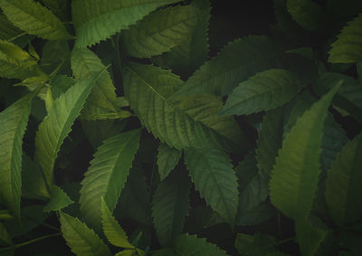Full frame shot of green leaves