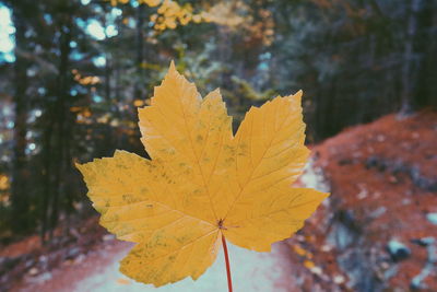 Close-up of yellow maple leaf in forest