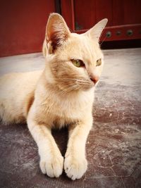 Close-up of a cat looking away