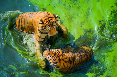 Tiger in a water